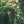 Load image into Gallery viewer, Pennants Luciola lusitanica