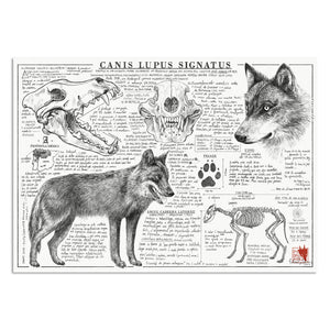 Canis lupus signatus illustration art print | Indagatio
