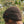 Load image into Gallery viewer, Brown wool beanie Sciurus vulgaris III