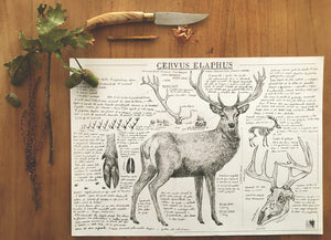 CERVUS ELAPHUS ILLUSTRATION ART PRINT Indagatio