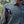 Load image into Gallery viewer, The Freshest Shirt Milvus migrans II in Gray
