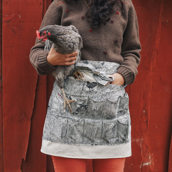 Avental dos ovos Gallus gallus domesticus