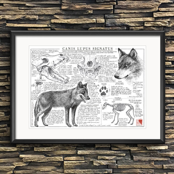 Canis lupus signatus illustration art print | Indagatio