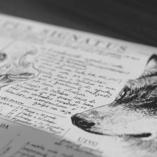 Canis lupus signatus illustration art print | Indagatio