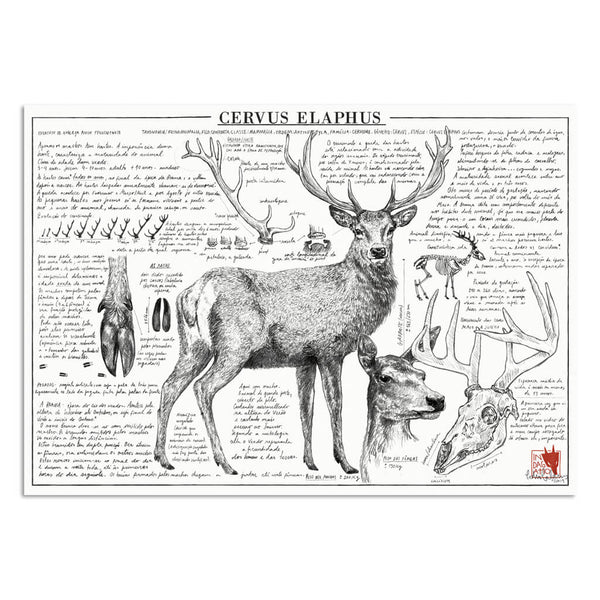 Cervus elaphus illustration art print | Indagatio